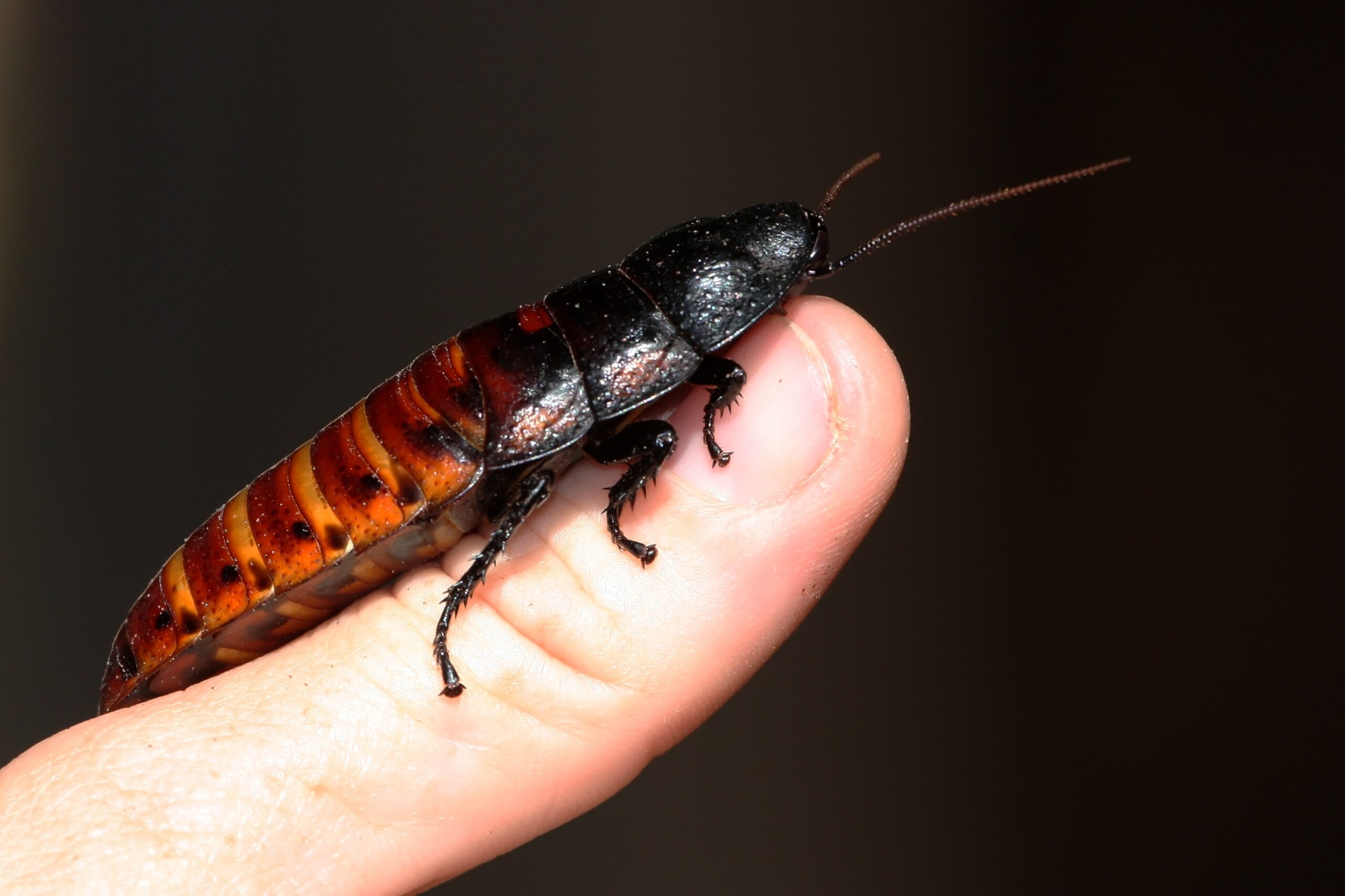 Large Madagascan Hissing Cockroach On A Person's Thumb